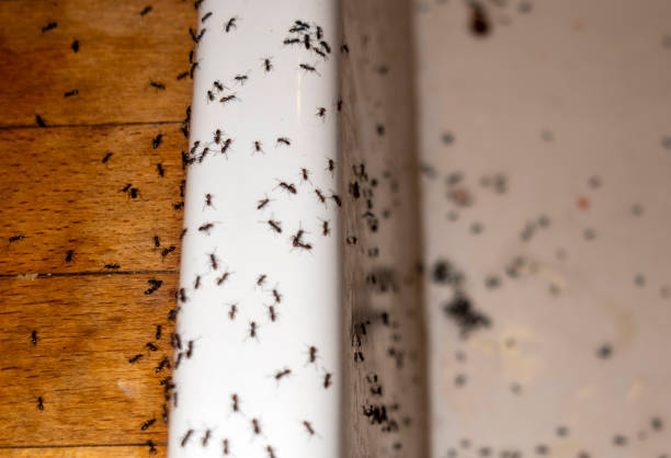 Professional Pest Control in Westwood, KS
