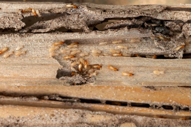 Best Affordable Exterminators  in Westwood, KS